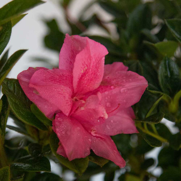 Encore Azalea 1 Gallon Autumn Carnation Encore Azalea Live Low